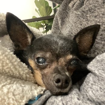 Veterinary Emergency Group - Rest In Peace Roxy - Emergency Pet Hospital Near Me - San Ramon, California Veterinary Emergency Group - Rest In Peace Roxy - Emergency Pet Hospital Near Me - San Ramon, California