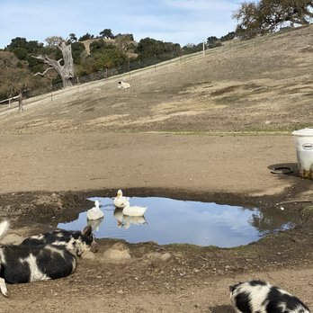 Folded Hills Winery - Animal Enclosure (ducks, piggies) - Wine Tasting Room Near Me - Gaviota, California Folded Hills Winery - Animal Enclosure (ducks, piggies) - Wine Tasting Room Near Me - Gaviota, California