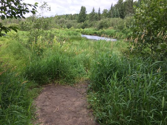 Chippewa National Forest by null