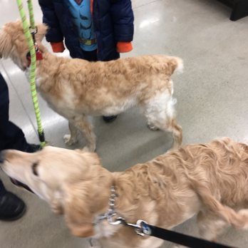 Petco - Pet Training Near Me - Elyria, Ohio
