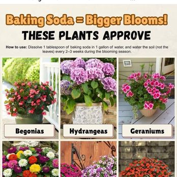 Super Yard Care - Some of our tips we share with customers. - Landscaping Near Me - Cumming, Georgia Super Yard Care - Some of our tips we share with customers. - Landscaping Near Me - Cumming, Georgia
