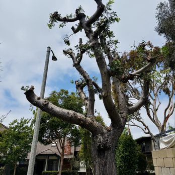 V & A Tree Service - lol - Tree Services Near Me - Garden Grove, California V & A Tree Service - lol - Tree Services Near Me - Garden Grove, California