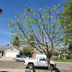 Rodriguez Tree Service