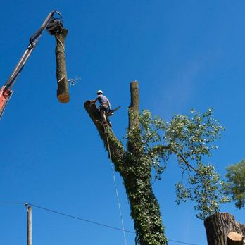 NYC Tree Pro - Tree Services Near Me - New York, New York NYC Tree Pro - Tree Services Near Me - New York, New York