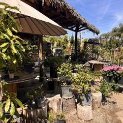 Serrano Nursery