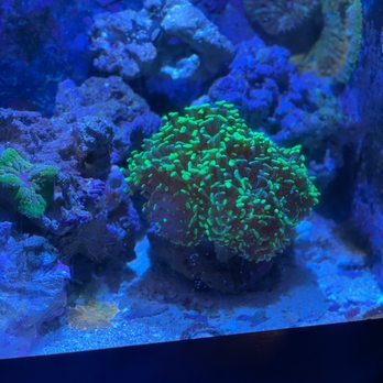 Shedd Aquarium - Aquariums Near Me - Chicago, Illinois