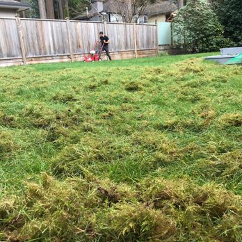 Zip Weed - Power raking removing moss and dead grass to prepare it for seeds - Lawn Services Near Me - North Vancouver, British Columbia Zip Weed - Power raking removing moss and dead grass to prepare it for seeds - Lawn Services Near Me - North Vancouver, British Columbia