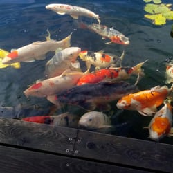 Koi Café & Restaurant - Rybicky