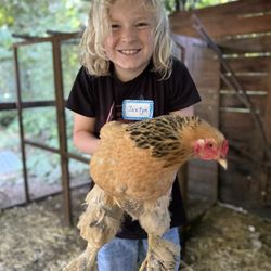 Horse and farm activities