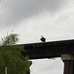 Bonnet Carre' Spillway - Bald eagle in the Spillway