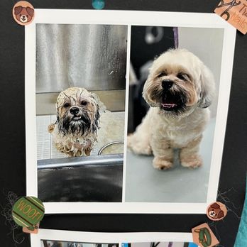 Wet Paws - He gets to be on their wall! - Pet Groomers Near Me - Altadena, California Wet Paws - He gets to be on their wall! - Pet Groomers Near Me - Altadena, California