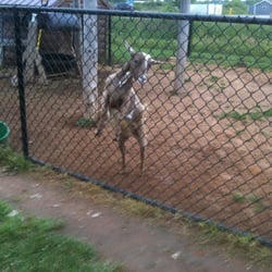 Antler's Sports Bar & Grill - Small area to feed and pet animals
