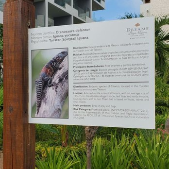 Dreams Playa Mujeres - Hotels Near Me - Cancun, ROO Dreams Playa Mujeres - Hotels Near Me - Cancun, ROO