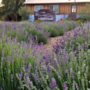 Vigna Del Sole Farmstead - The Lavender Farm at Vigna del Sole FARMSTEAD - Farms Near Me - Lodi, California