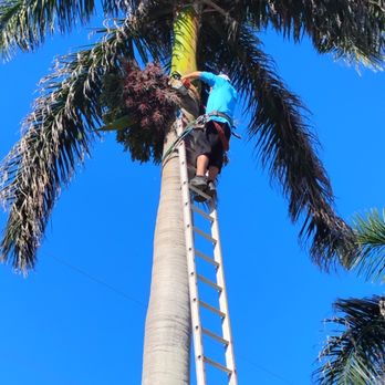 JC Custom Tree Service - Get those pollen filled berries off your majestic Royals! - Tree Services Near Me - Lehigh Acres, Florida
