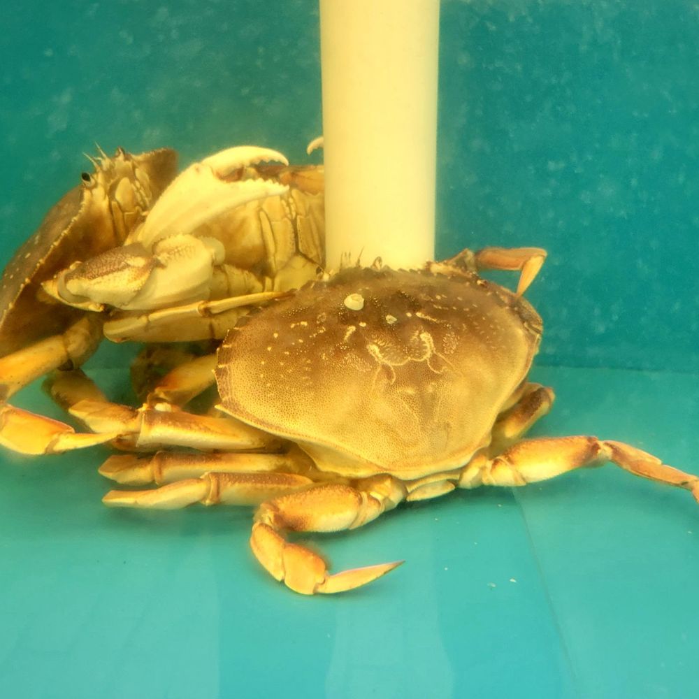 Shy crabs