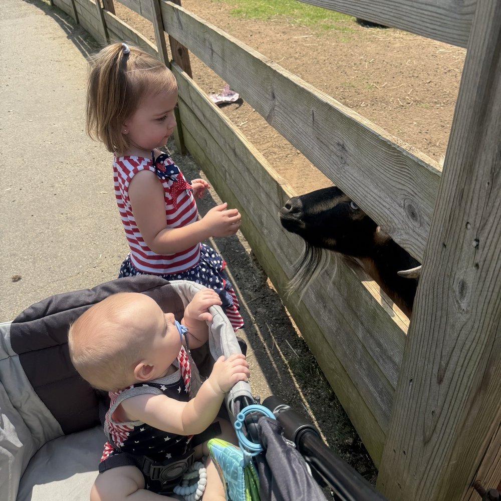 Feeding the goats! Feeding the goats!