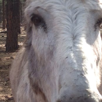 Bearizona - American Burro - Zoos Near Me - Williams, Arizona Bearizona - American Burro - Zoos Near Me - Williams, Arizona