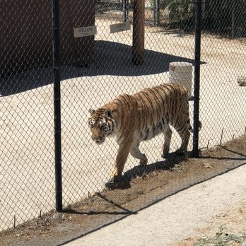 Roar Foundation Shambala Preserve - Zoos Near Me - Acton, California Roar Foundation Shambala Preserve - Zoos Near Me - Acton, California