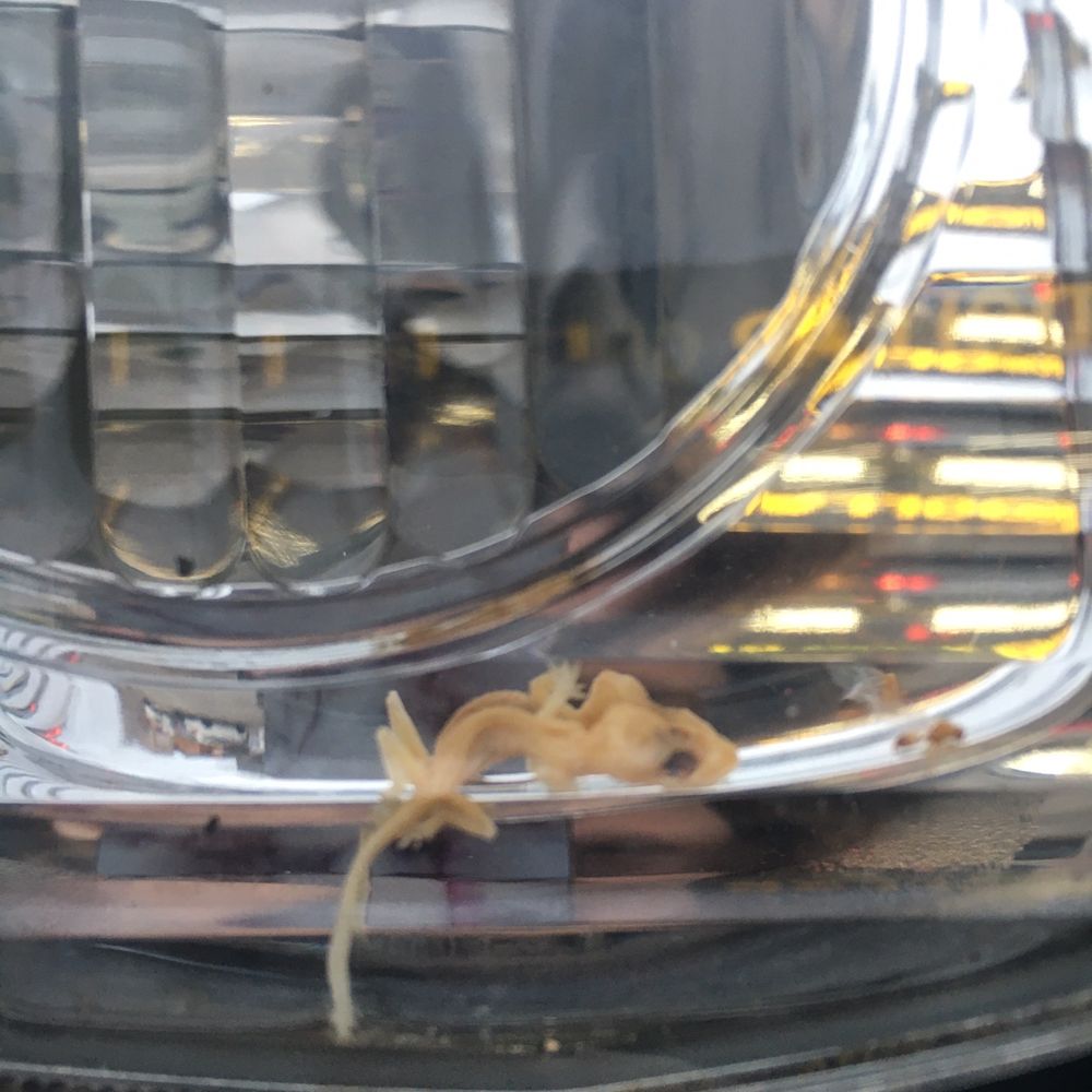 Simotes Motor Sales - My car came all the way from Florida- looks like this little lizard couldn't handle the cold when he got here - Car Dealers Near Me - Minooka, Illinois Simotes Motor Sales - My car came all the way from Florida- looks like this little lizard couldn't handle the cold when he got here - Car Dealers Near Me - Minooka, Illinois