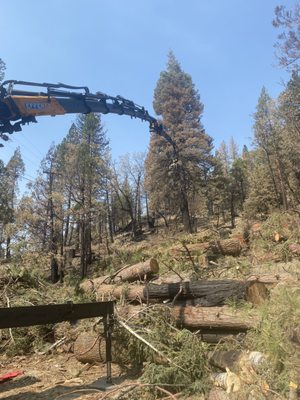 Your Tree Care Experts - Your Tree Care Experts Your Tree Care Experts - Your Tree Care Experts