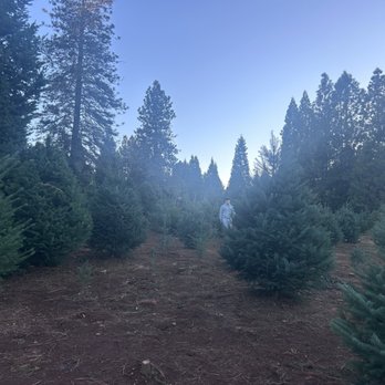 Smart's Christmas Tree Farm - Christmas Trees Near Me - Camino, California Smart's Christmas Tree Farm - Christmas Trees Near Me - Camino, California