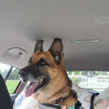 Fur Sure - Pet Sitting Near Me - Leominster, Massachusetts Fur Sure - Pet Sitting Near Me - Leominster, Massachusetts
