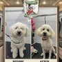 Shoreline Mobile Pet Grooming
