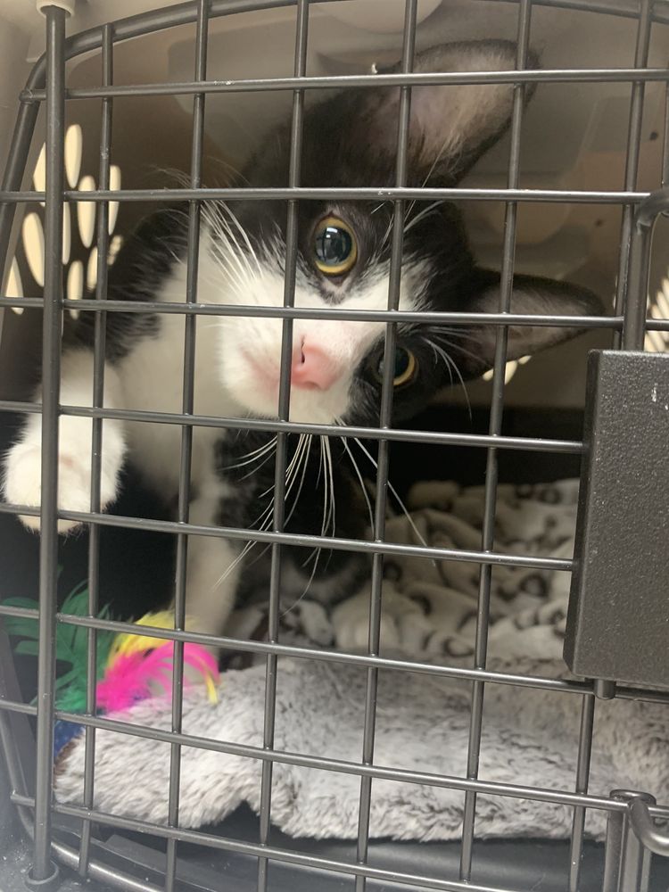 FALLSVIEW VETERINARY CLINIC Updated April 2024 29 Photos 6144