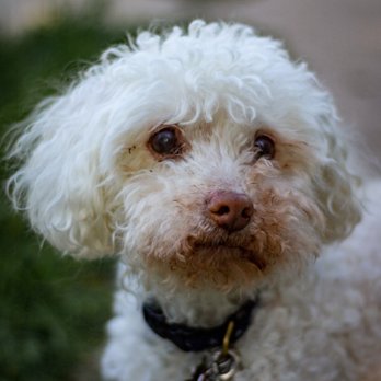 Heaven Sent Pet Care - Our senior boy Alphie! - Pet Sitting Near Me - Evanston, Illinois Heaven Sent Pet Care - Our senior boy Alphie! - Pet Sitting Near Me - Evanston, Illinois