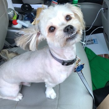 Puppy La Peu - Pet Groomers Near Me - Pawtucket, Rhode Island