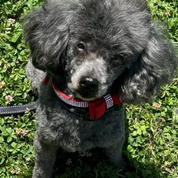 Pet Care Extraordinaire - This is Ms. Pepper (Groomer's name is Desmond)