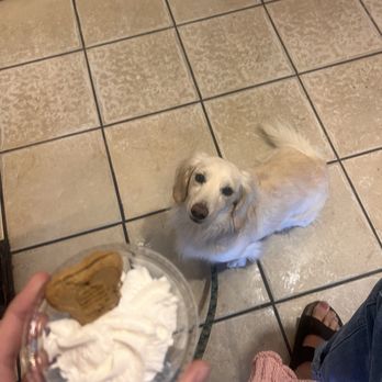 Newbreak Coffee & Cafe - Pup cup - Coffee & Tea Near Me - San Diego, California Newbreak Coffee & Cafe - Pup cup - Coffee & Tea Near Me - San Diego, California
