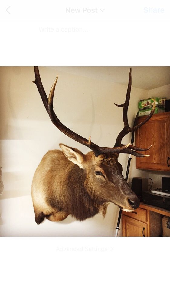 Graves Taxidermy - taxidermy in Lincoln City, OR