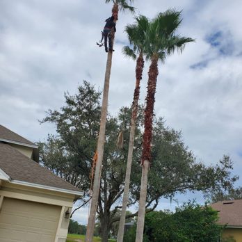 Bros Tree Service - Palm trimming - Tree Services Near Me - Orlando, Florida
