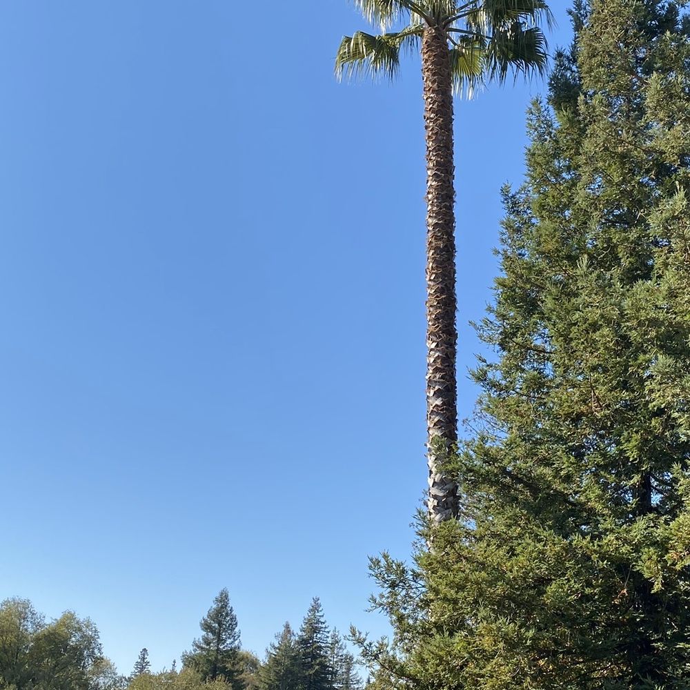 Alan Quality Tree Care - Fan Palm Tree just trimmed by Alan Quality Tree Care. - Tree Services Near Me - Santa Rosa, California