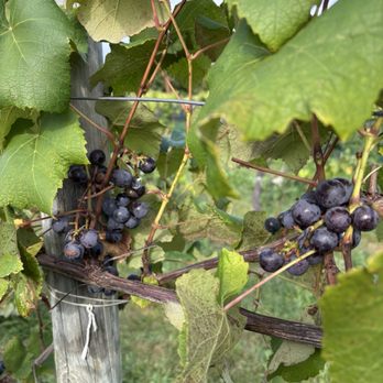 Weed Orchards and Winery - Wineries Near Me - Marlboro, New York Weed Orchards and Winery - Wineries Near Me - Marlboro, New York