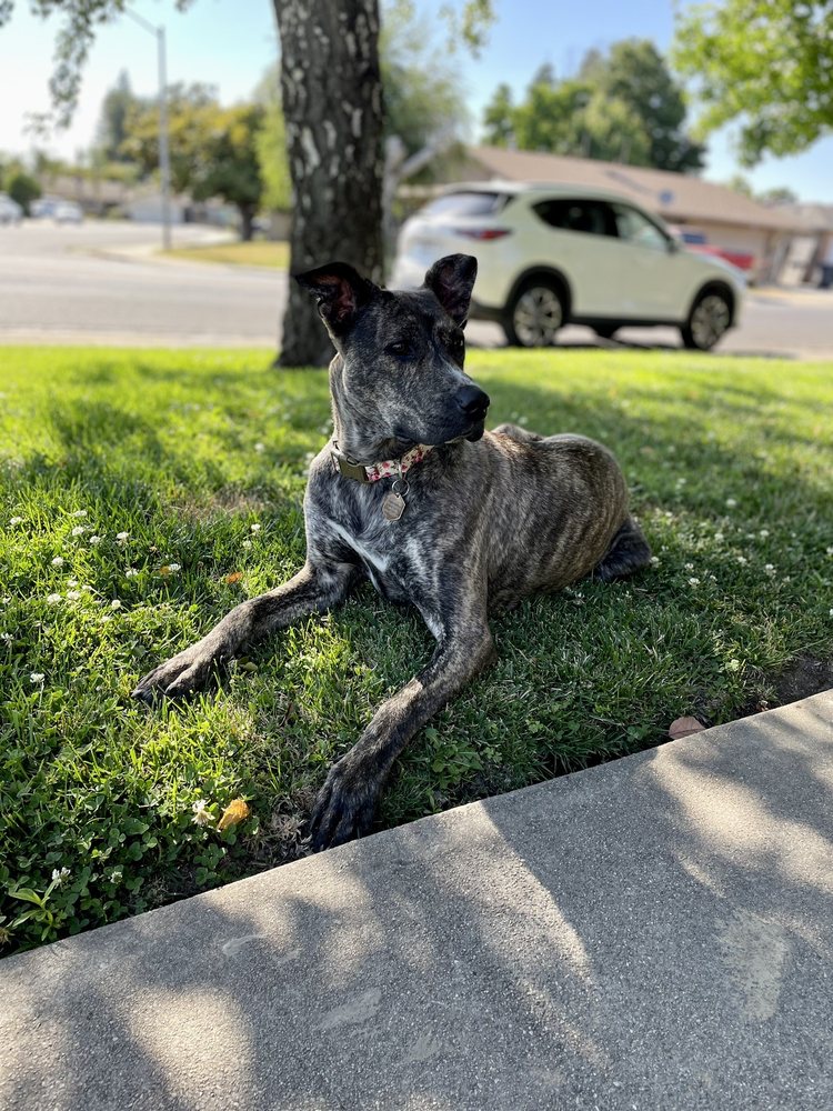 SUNSET KENNELS GARDEN RETREAT Updated September 2024 23 Photos & 54