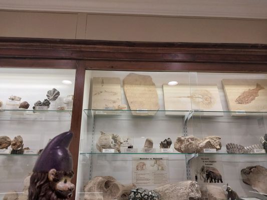 Mississippi Petrified Forest by null