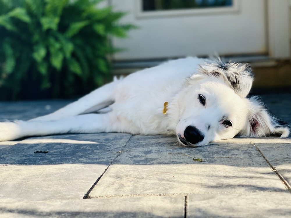 DogiZone
