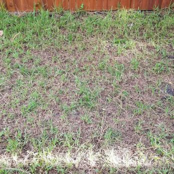 Prolawn Turf & Landscape Management - BACKYARD CLOSEUP - Pest Control Near Me - Cocoa, Florida