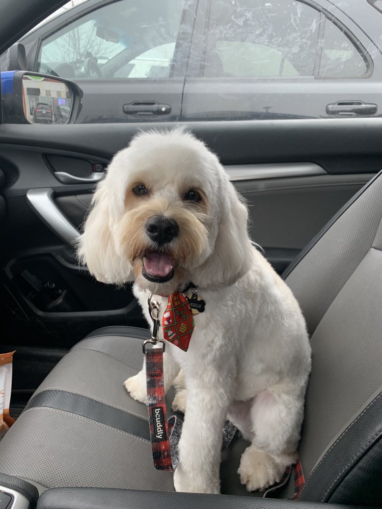 PetSmart Image