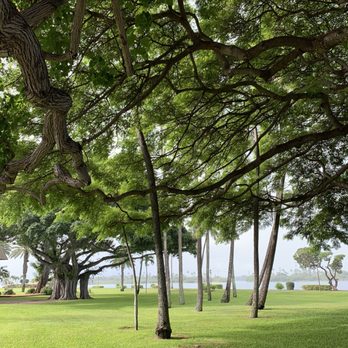 Wright Bros Cafe & Grille - Gotta love the trees! - Cafes Near Me - Honolulu, Hawaii