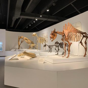 Panhandle-Plains Historical Museum - Museums Near Me - Canyon, Texas