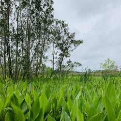 Sterling Creek Park