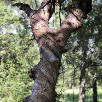 Castleridge Trailhead - Twisted - caught my eye - Hiking Near Me - Pleasanton, California