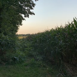 View into the cornfield behind the campground. View into the cornfield behind the campground.