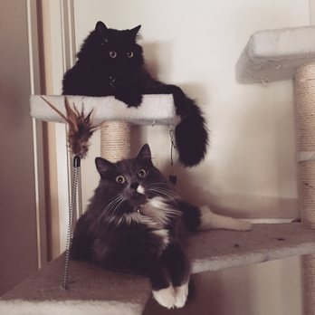 Austin Cat Sitters - Zeus & Athena loved Austin Cat Sitters! - Pet Sitting Near Me - Austin, Texas