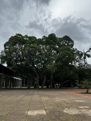 Ibirapuera Park by null