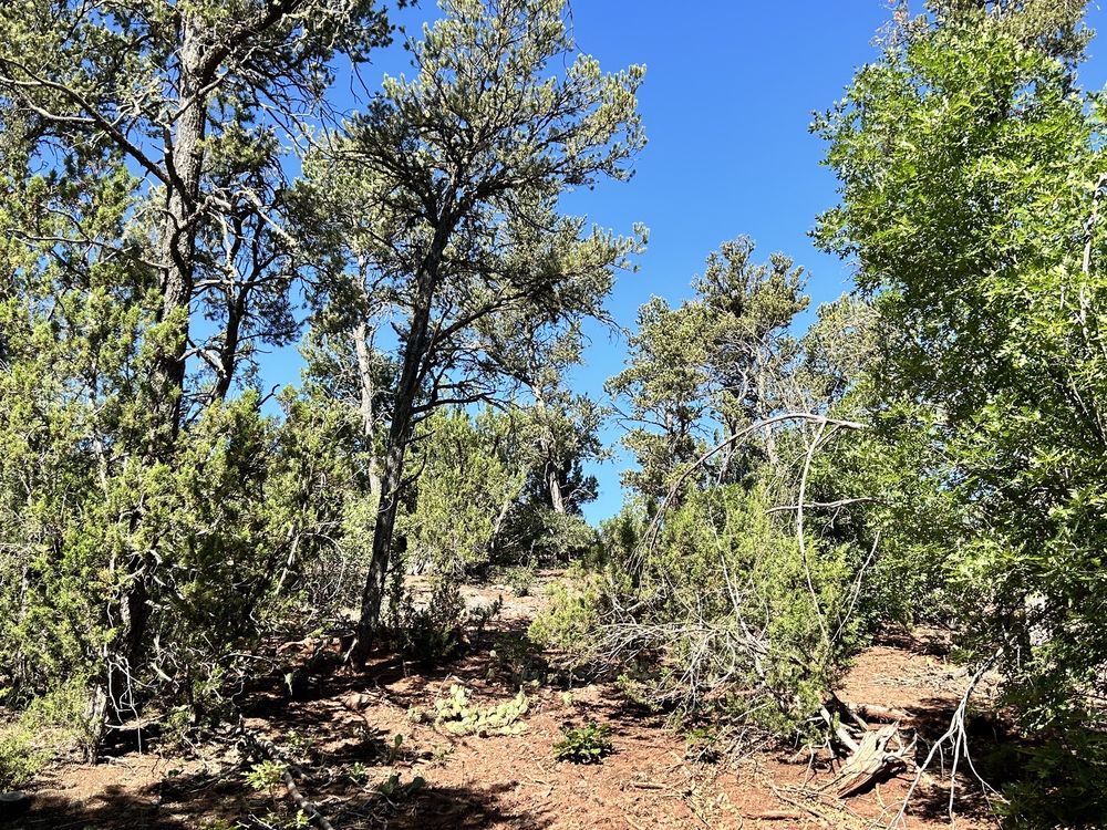 OJITO DE SAN ANTONIO OPEN SPACE Cedar Crest, New Mexico, New Mexico